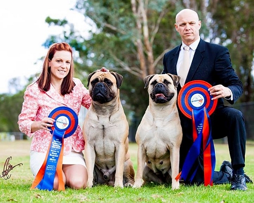 Lilly wins Best in Show at the NSW Bullmastiff National and Kiff wins Runner Up Best in Show!
